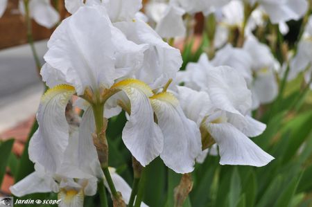 Iris-Avanelle-2