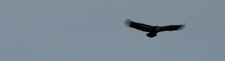 vautour033