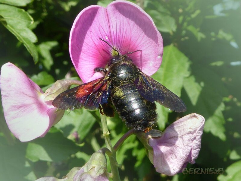 Abeille charpentiére