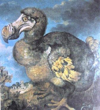 dodo salisbury