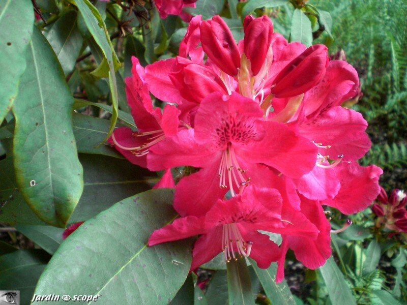 Rhododendron
