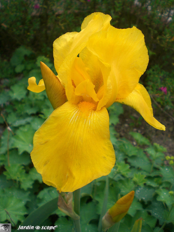 Iris 'Sunday sunshine'