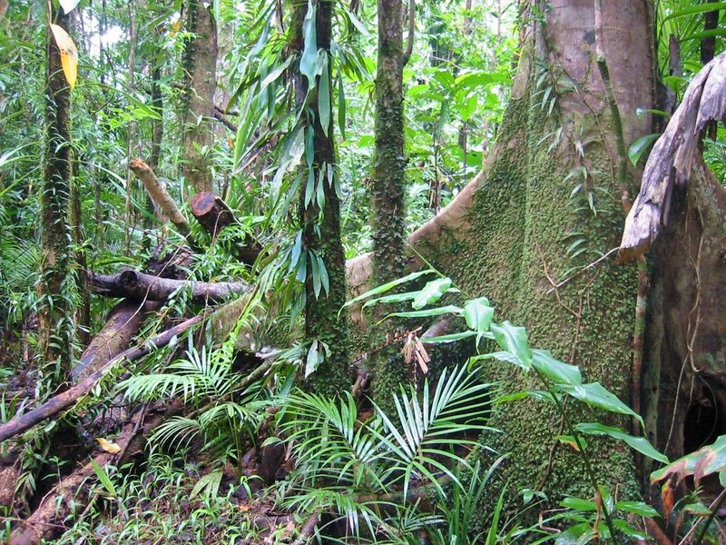 jungle tree earth