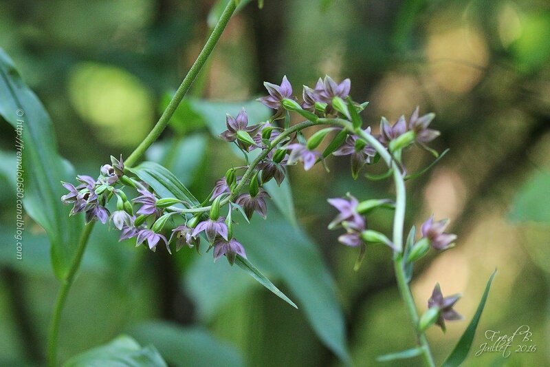 Epipactis helleborine