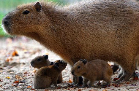 Une Capybara et ses petits
