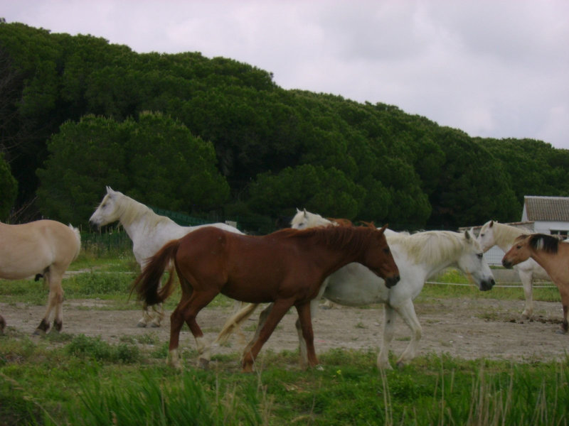Chevaux
