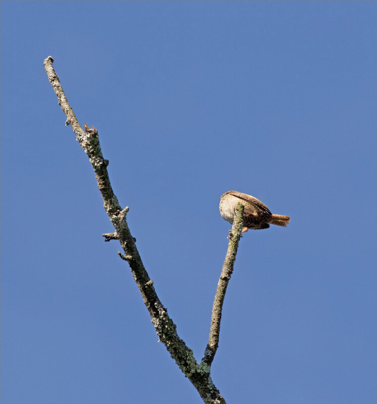 ville oiseau troglodyte chant ciel bleu matin 010619 6 sans tête
