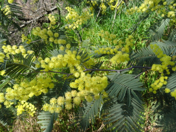 Mimosa détail