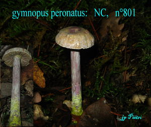 gymnopus_peronatus_n_801