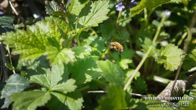 Grand bombyle (Bombylius major)