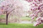 magnolia-trees-556718_960_720