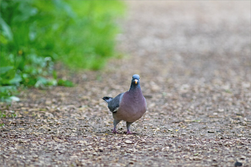 Chemin oiseau pigeon ramier 060420 1 ym chemin