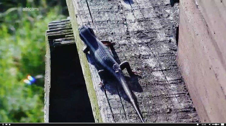 Africam lézard 2