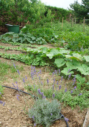 jardin_juin_2012_1