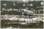 4 Galuchet grenouille eau reflets flare 260716