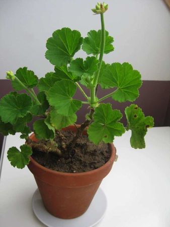 géranium 000