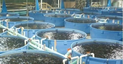1702-17644-le-cameroun-veut-produire-100-000-tonnes-de-poissons-grace-a-l-aquaculture_L