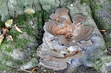 Polypore géant • Meripilus giganteus