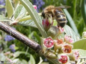 Cotonoaster_mellifere