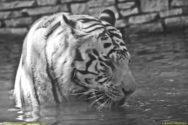 Tigre Blanc1