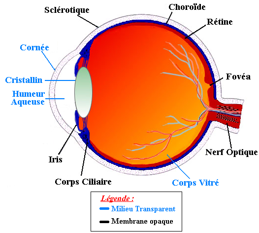 oeil