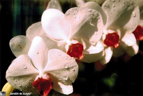 Orchidée Phalaenopsis