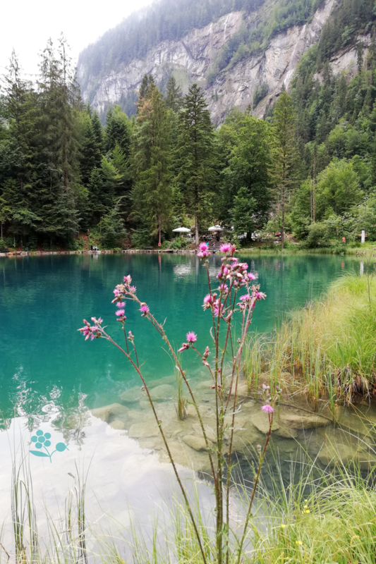 SUISSE_Blausee_8