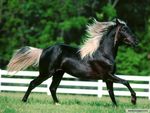 cheval_noir