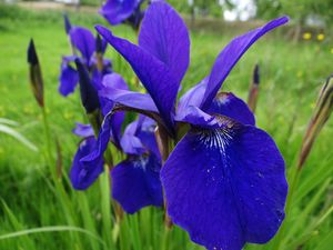 iris bleus