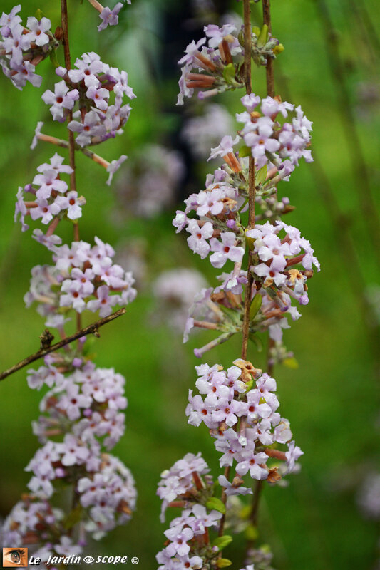 Buddléia-alternifolia-3