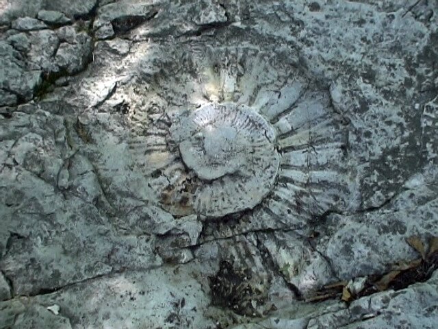 Ammonite sur le sentier