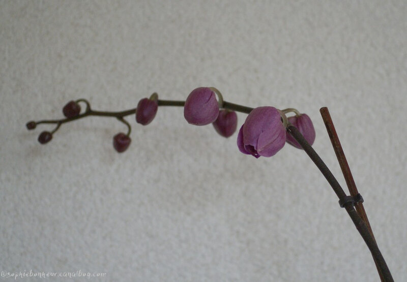 mars orchidée branche