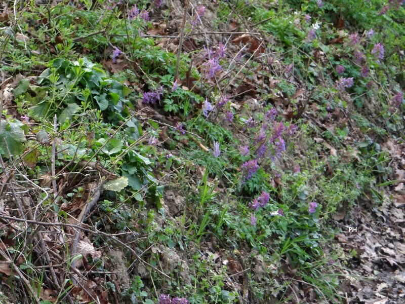 accotements corydalis