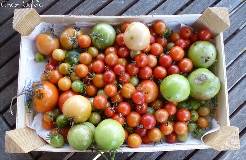 2018-11-21 Dernières tomates