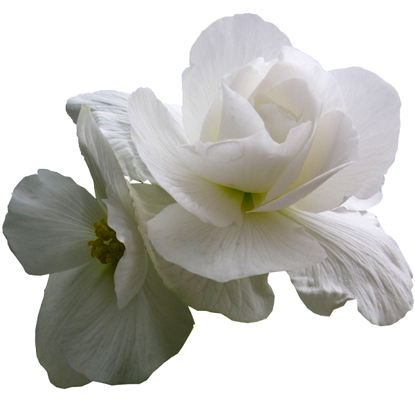 Begonia blanc 2 fleurs
