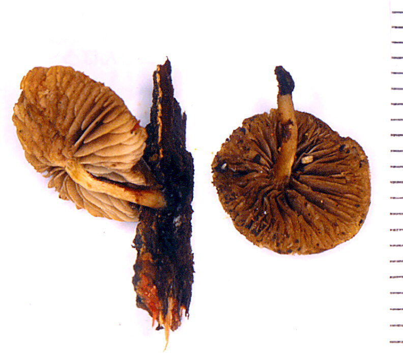 Ramicola centunculus 2000 0612
