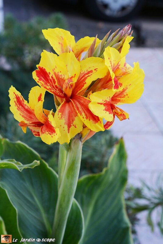 Canna Reine Charlotte