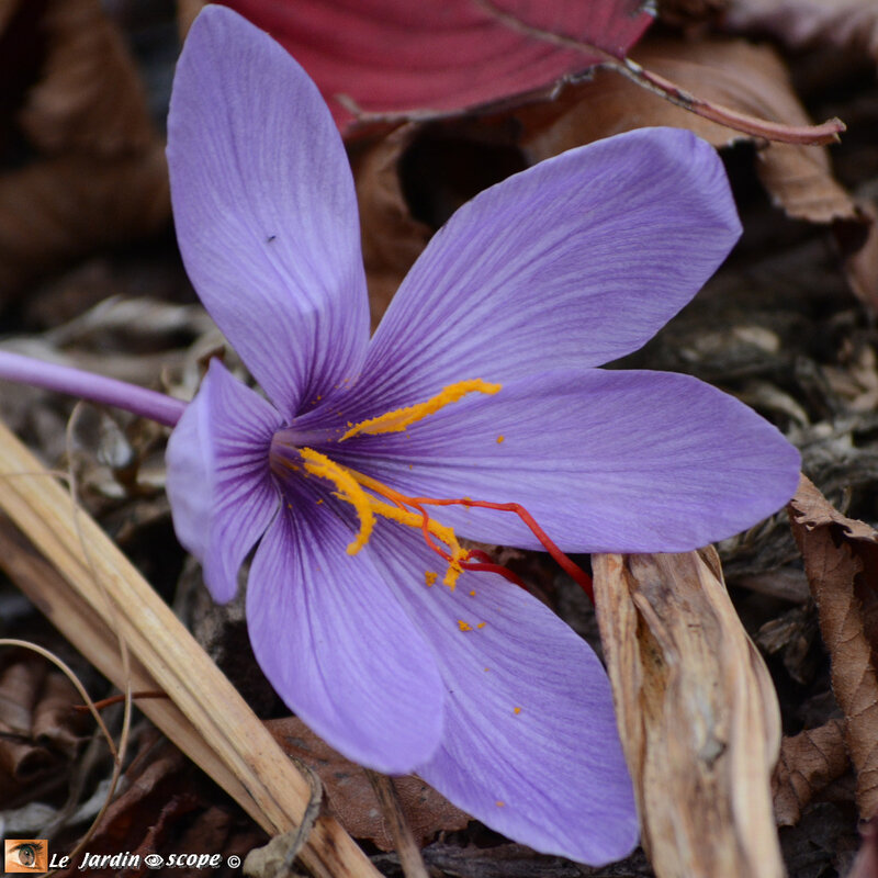 Crocus-sativus-2