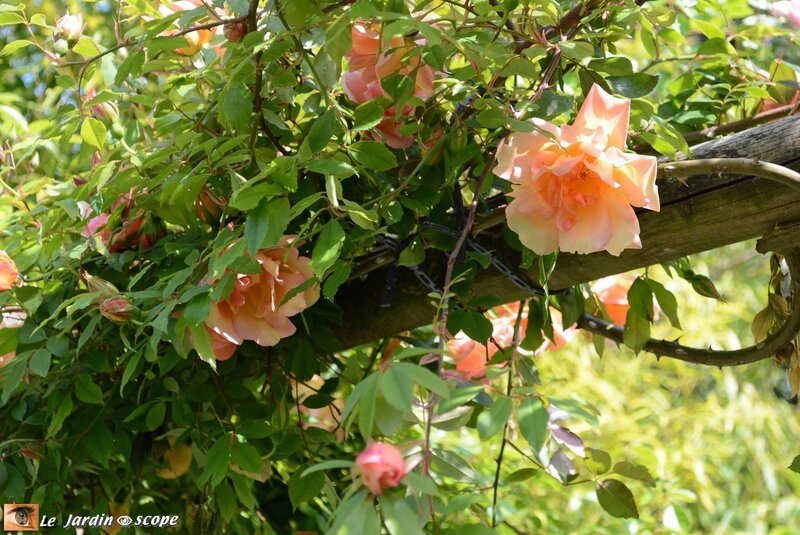 Rosier-Fortune-double-yellow