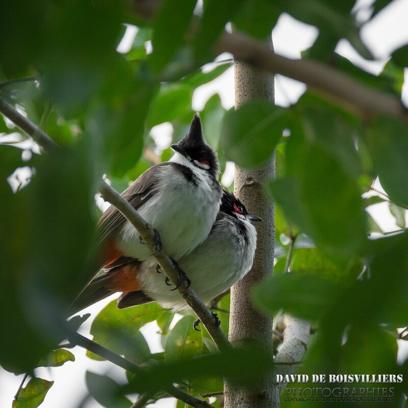 Bulbul orphée (Pycnonotus jocosus) - Île Maurice