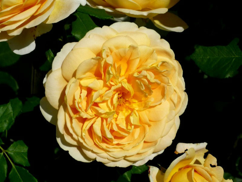 Roses anglaises 003