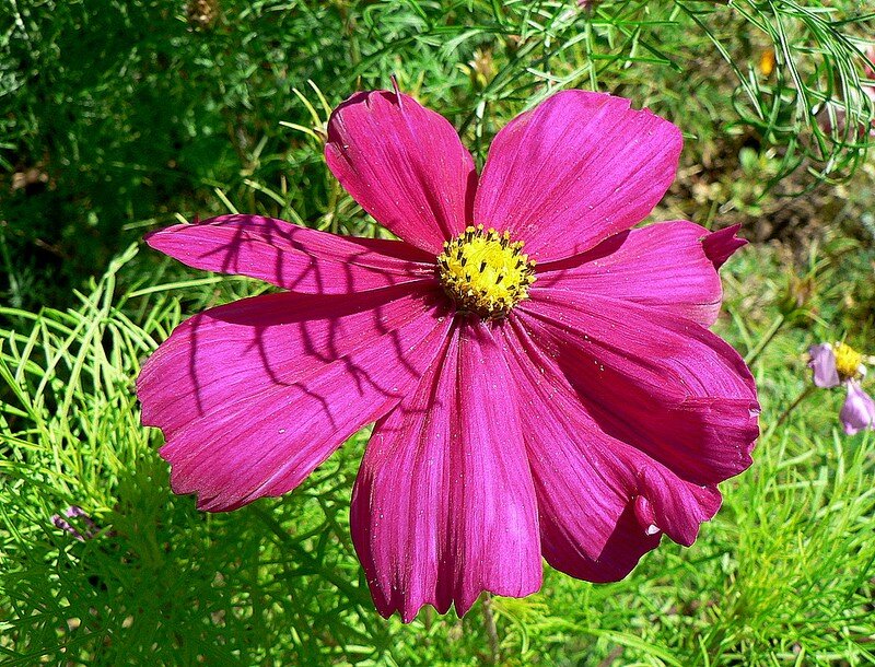 cosmos