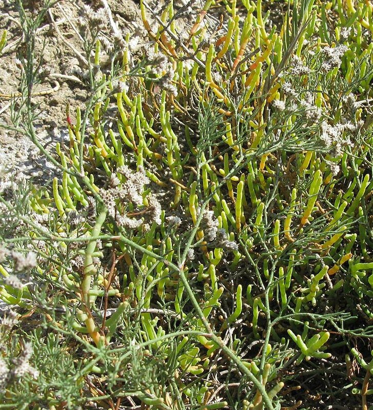limonium11