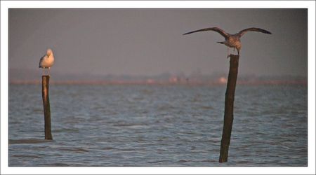 lunette_goeland_mouette_091010