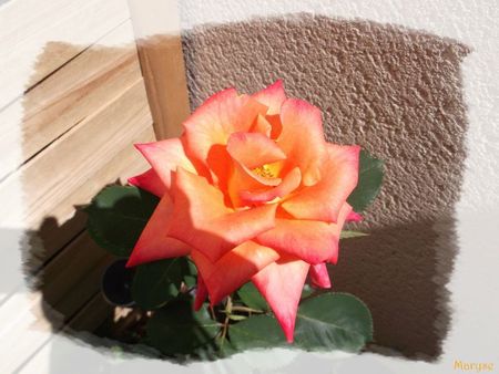rose jardin céline 2 juin 2012