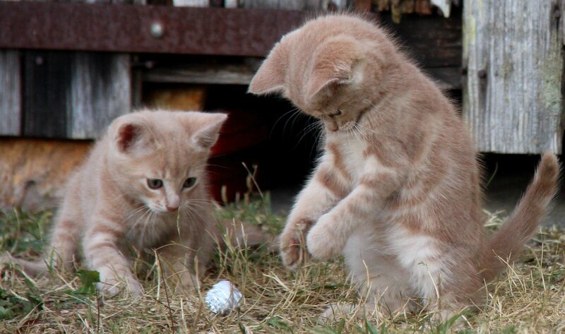 chatons et balle
