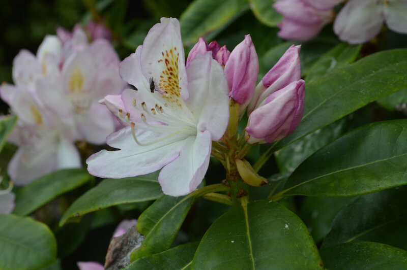 2019-05-18-jardin (43)