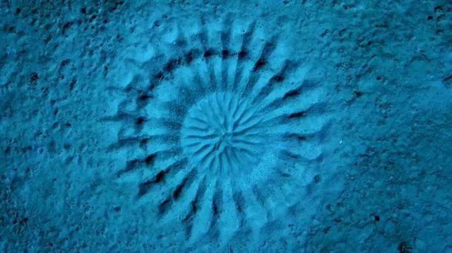 Le poisson-globe construit d’incroyables sculptures, les “Crop circles”.