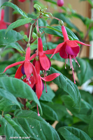 Fuchsia