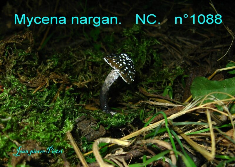 Mycena nargan n°1088